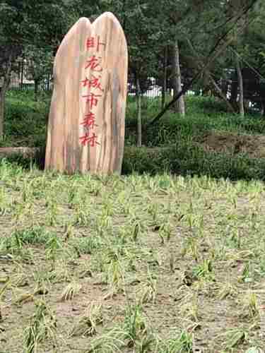 卧龙城市森林绿地旅行图片 1