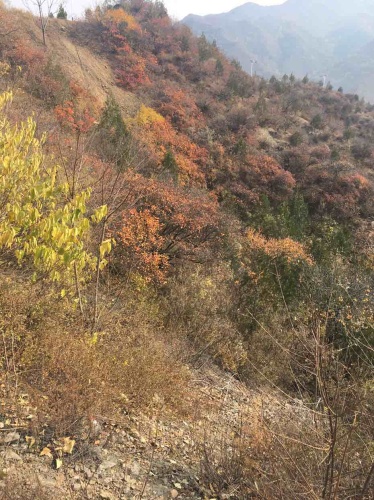 西达摩自然风景区旅行图片 3
