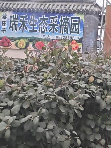 蔡庄子瑞禾生态采摘园
