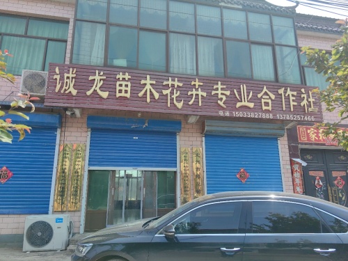 诚龙苗木花卉专业合作社