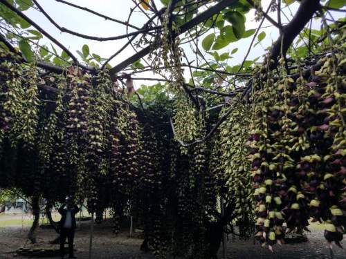 石壁湖禾雀花王国旅行图片 1