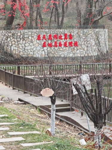 连理枝