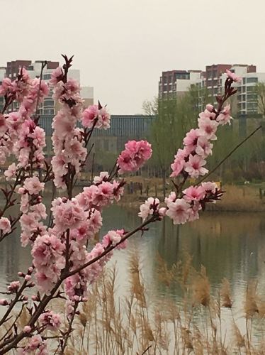 翠湖公园旅行图片 2