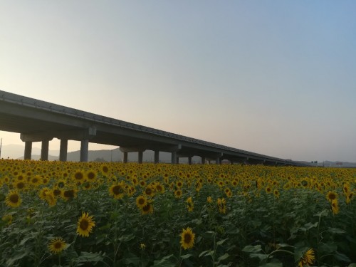 岫岩湿地生态农业园旅行图片 1