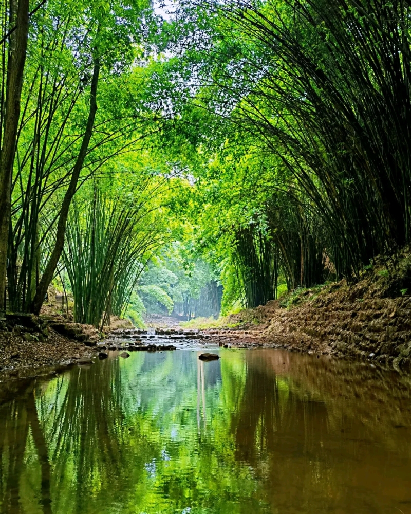 川西竹海景区景点图片