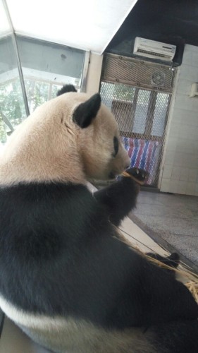 福州熊猫世界旅行图片 3