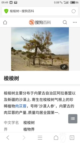 蚂蚁森林4号林·梭梭旅行图片 1