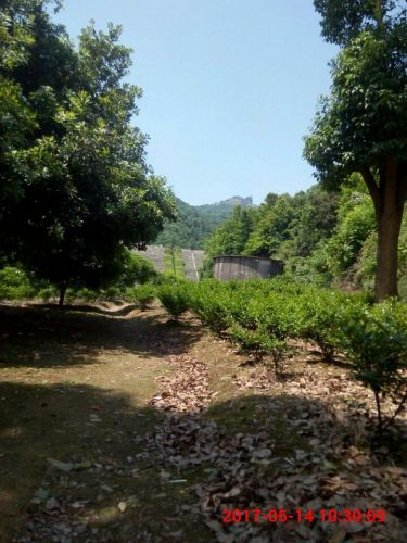 豆雾尖旅行图片 1