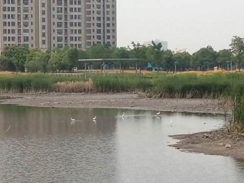 菁英湖风情公园旅行图片 3