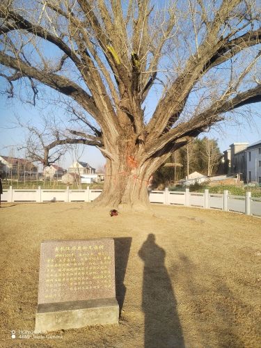 银杏树公园