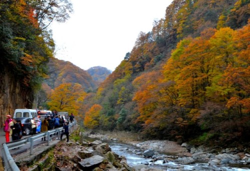 大坝森林公园旅行图片 3