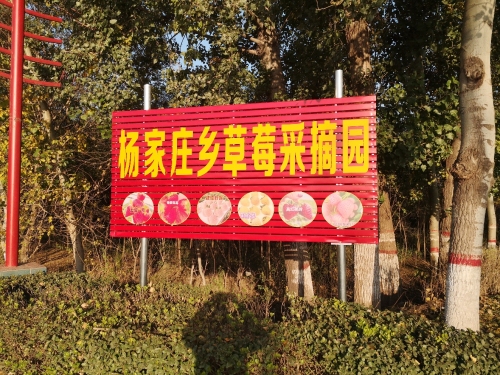 杨家庄乡草莓采摘园