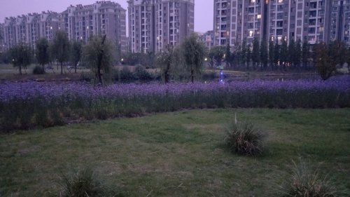 南星渎郊野公园旅行图片 2