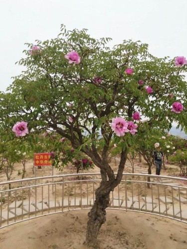 北京牡丹园旅行图片 2