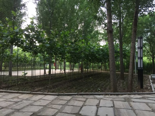 创业公园旅行图片 2