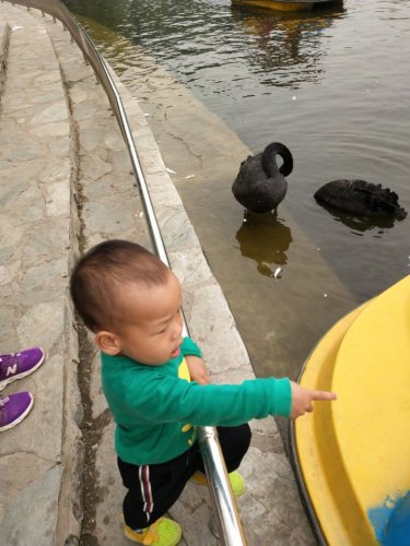 天鹅湖动物园旅行图片 3