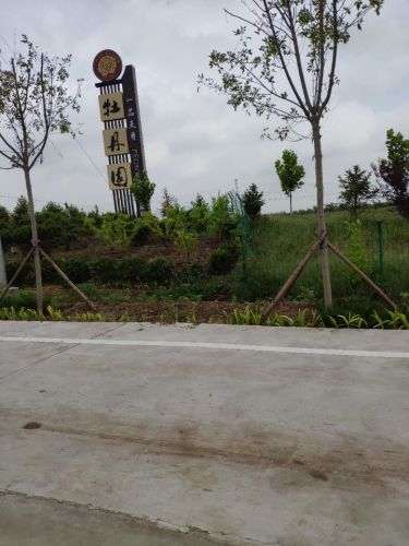 青岛一品天香牡丹园旅行图片 2