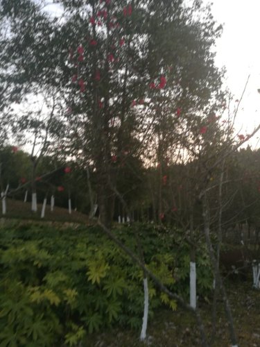 相如文化公园旅行图片 3