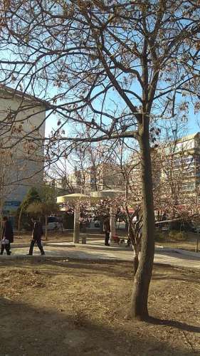 西街小区游园旅行图片 1