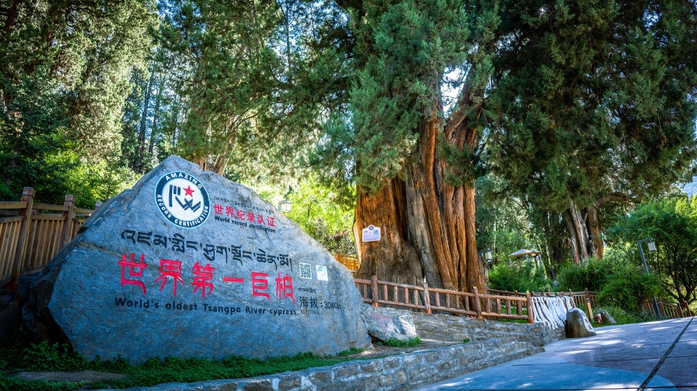 世界柏树王园林风景区景点图片