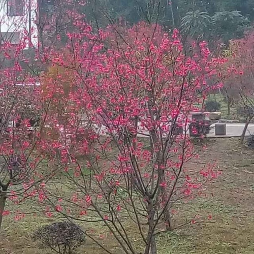 中国·沐川天适樱花园旅行图片 1