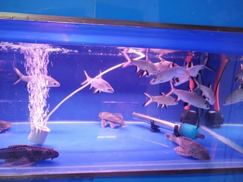 杨庄子鱼景水族馆