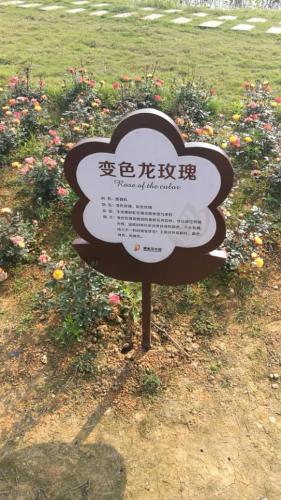 天府花海·蝶彩花卉园旅行图片 2