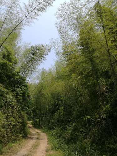 翠山竹海旅行图片 3