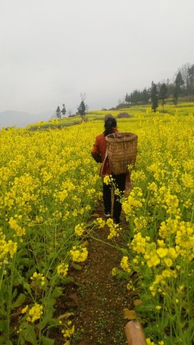 中都镇万亩油菜花田旅行图片 2