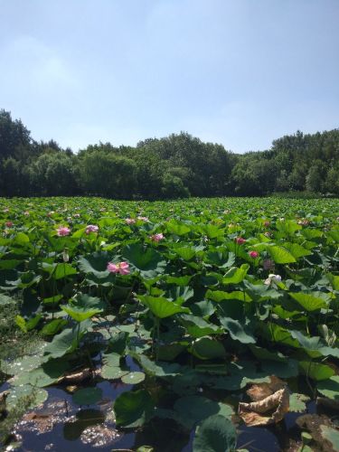 绿园区电影城荷花池旅行图片 2