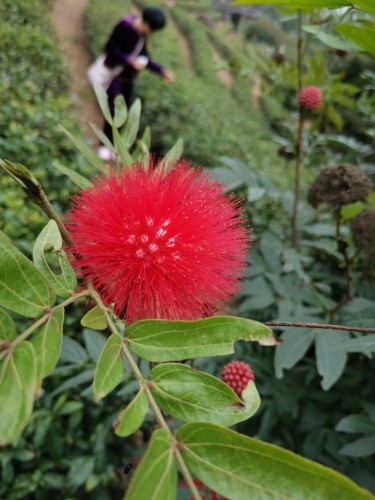 蓼河十里文化景观公园旅行图片 1
