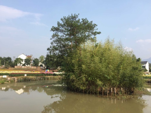 荆溪花海旅行图片 1