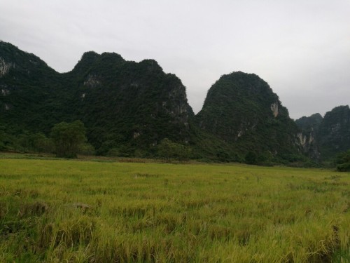 榕津千年古榕群旅行图片 2