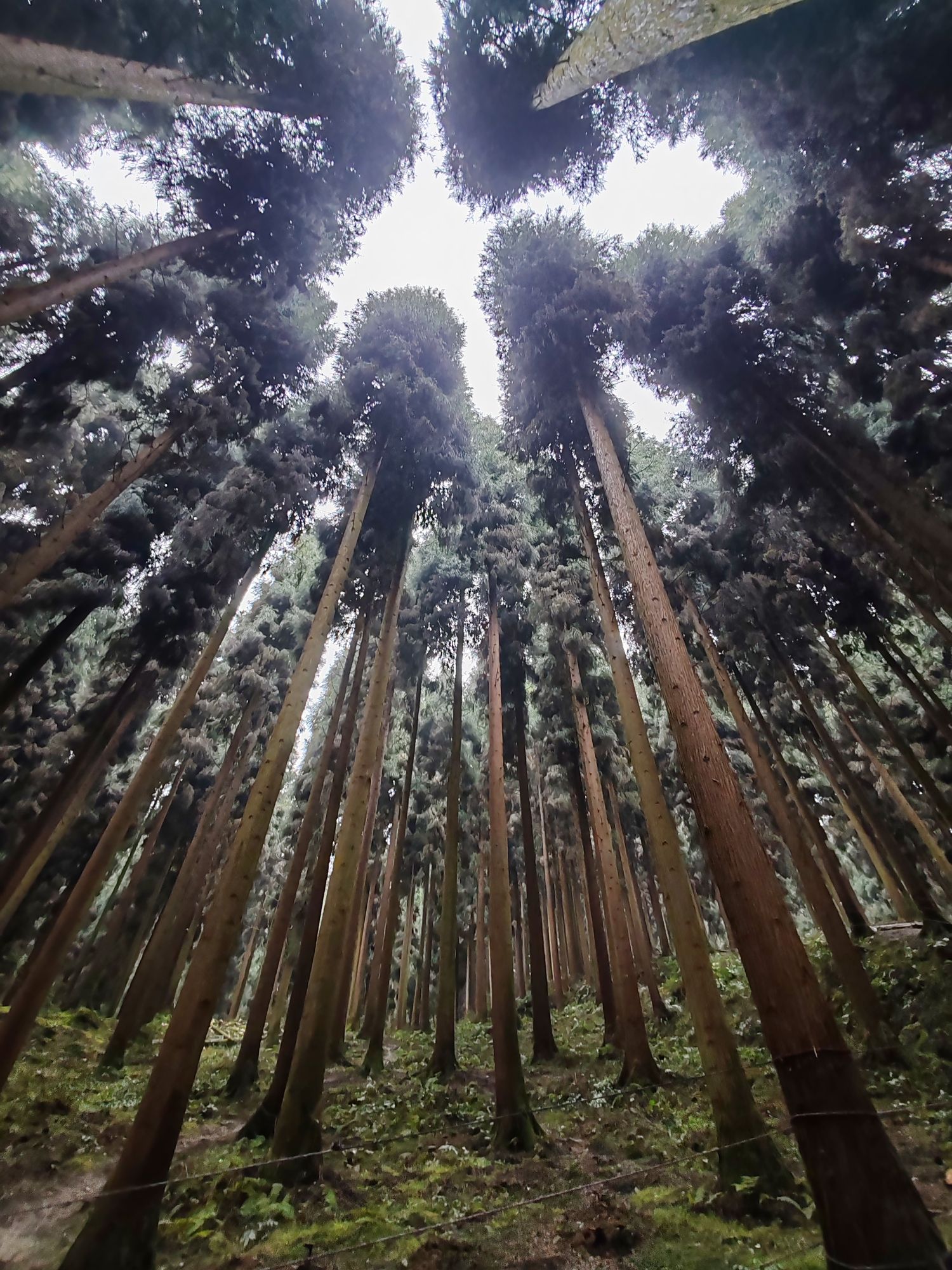 龙溪虹口国家级自然保护区-山王庙实景照片