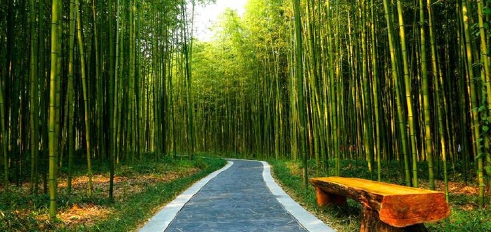 黄海森林生态旅游度假区景点图片