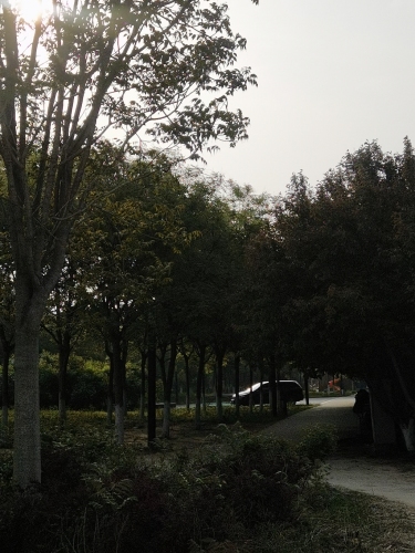 龙河带状公园