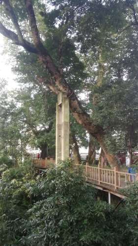 伏溪古树长廊旅行图片 2