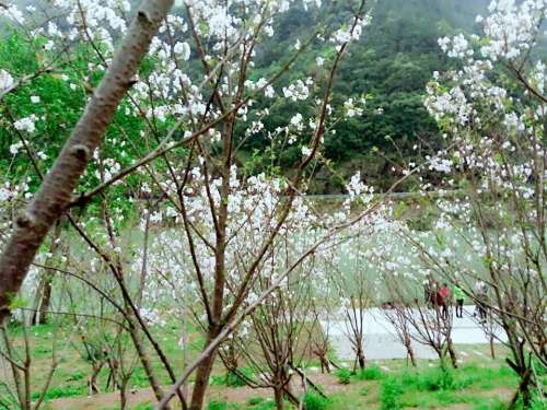 文成樱花岛旅行图片 1