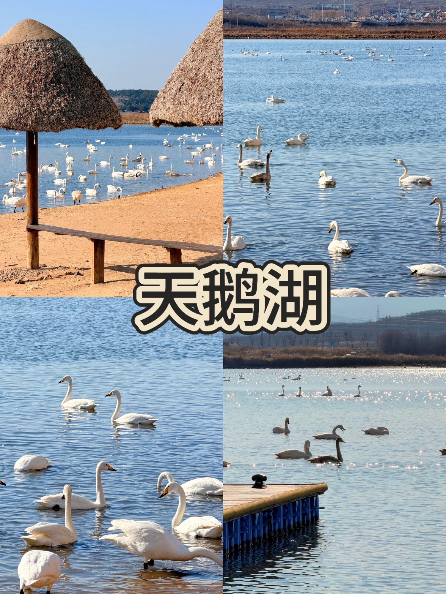 威海天鹅湖 景点照片