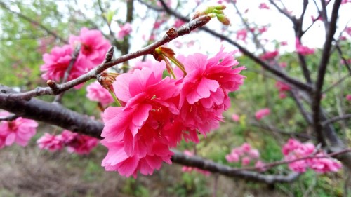 贵港市四季花田农业生态观光园旅行图片 1