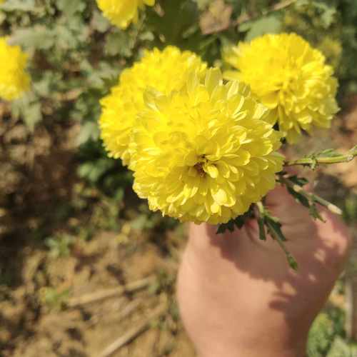 方城清河菊花园旅行图片 1