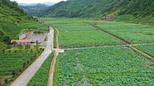 马厂坝田园综合体(荷文化乡村旅游区)旅行图片 1
