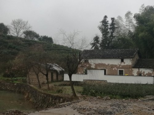 青坑古树群旅行图片 3