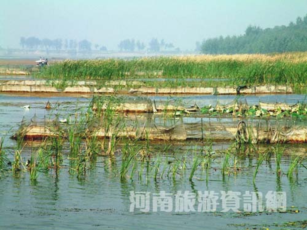 商丘黄河故道国家森林公园景点图片