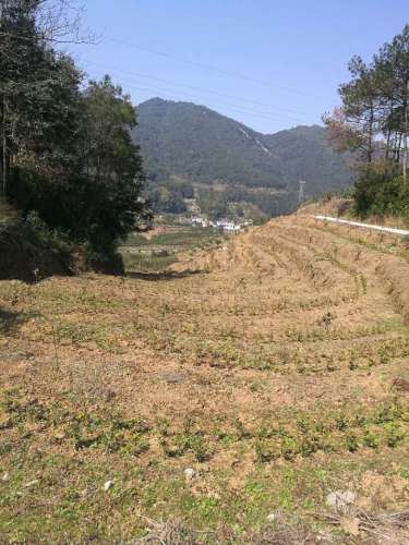 上金贝中华畲家寨景区旅行图片 2