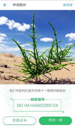 蚂蚁森林4号林·梭梭旅行图片 3