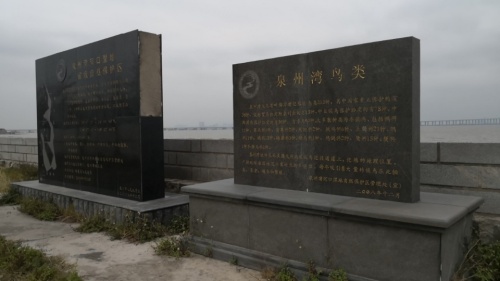 泉州湾河口湿地旅行图片 1