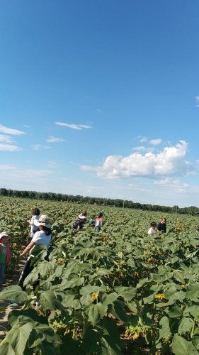 顺义向日葵花海旅行图片 3