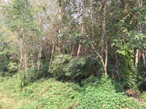 白寨森林公园旅行图片 3
