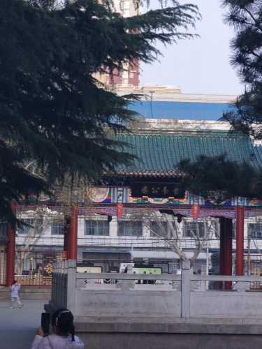 丛台公园-月季园